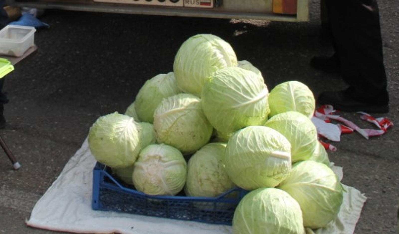 Рассада капусты: от посева до высадки