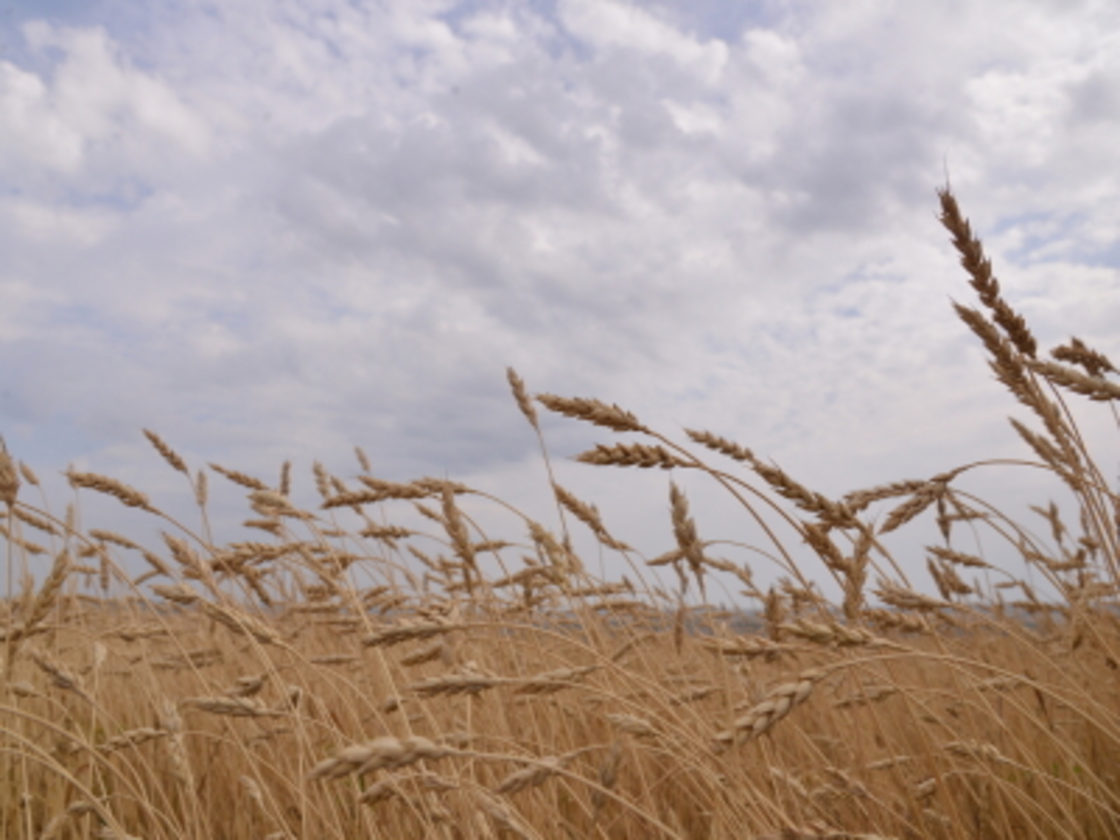 Башҡортостан 2025 йылда донъяның 35 иленә продукция оҙатҡан