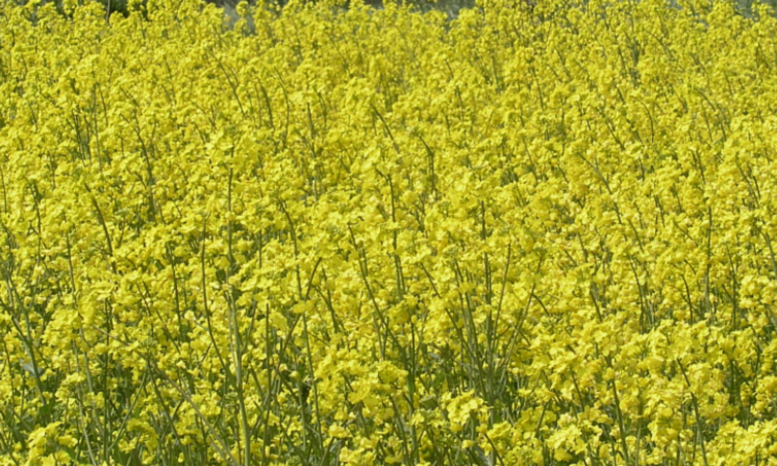 Ҡытайға рапс майы оҙатыу артҡан