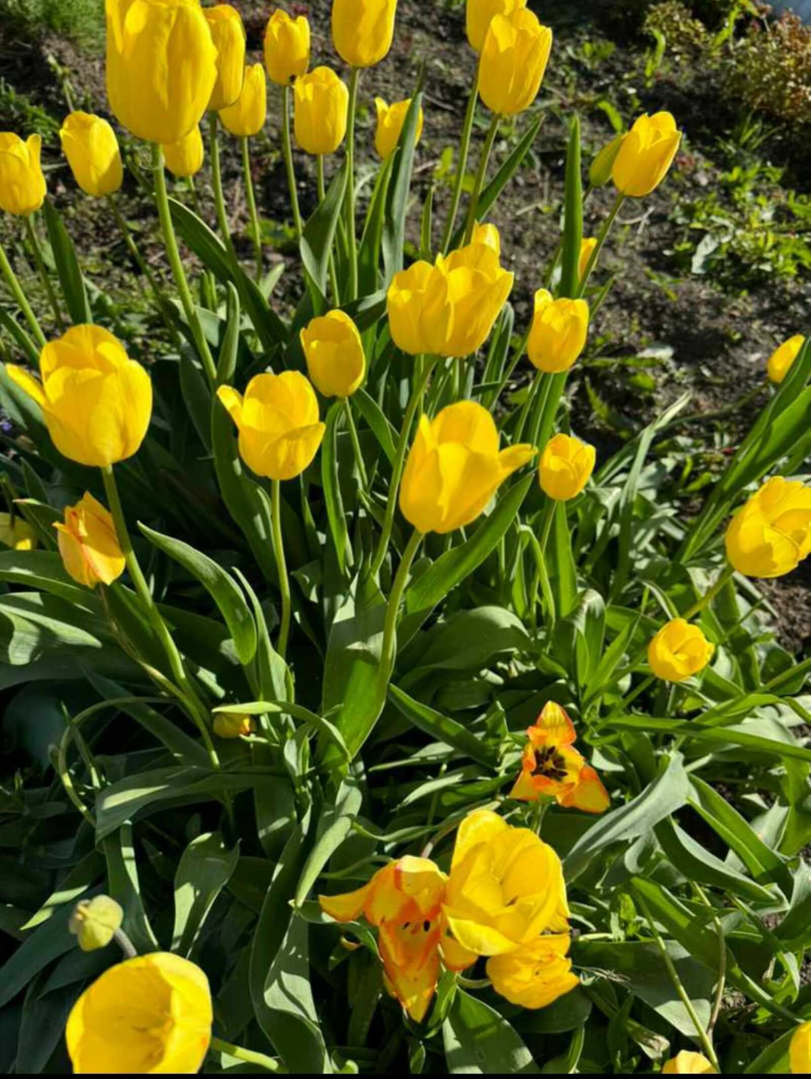 Тәүге гөлләмә (хикәйә) Миңзифа Ҡашҡарова