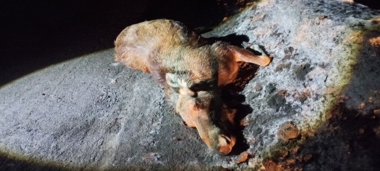 Молодой водитель насмерть сбил лося