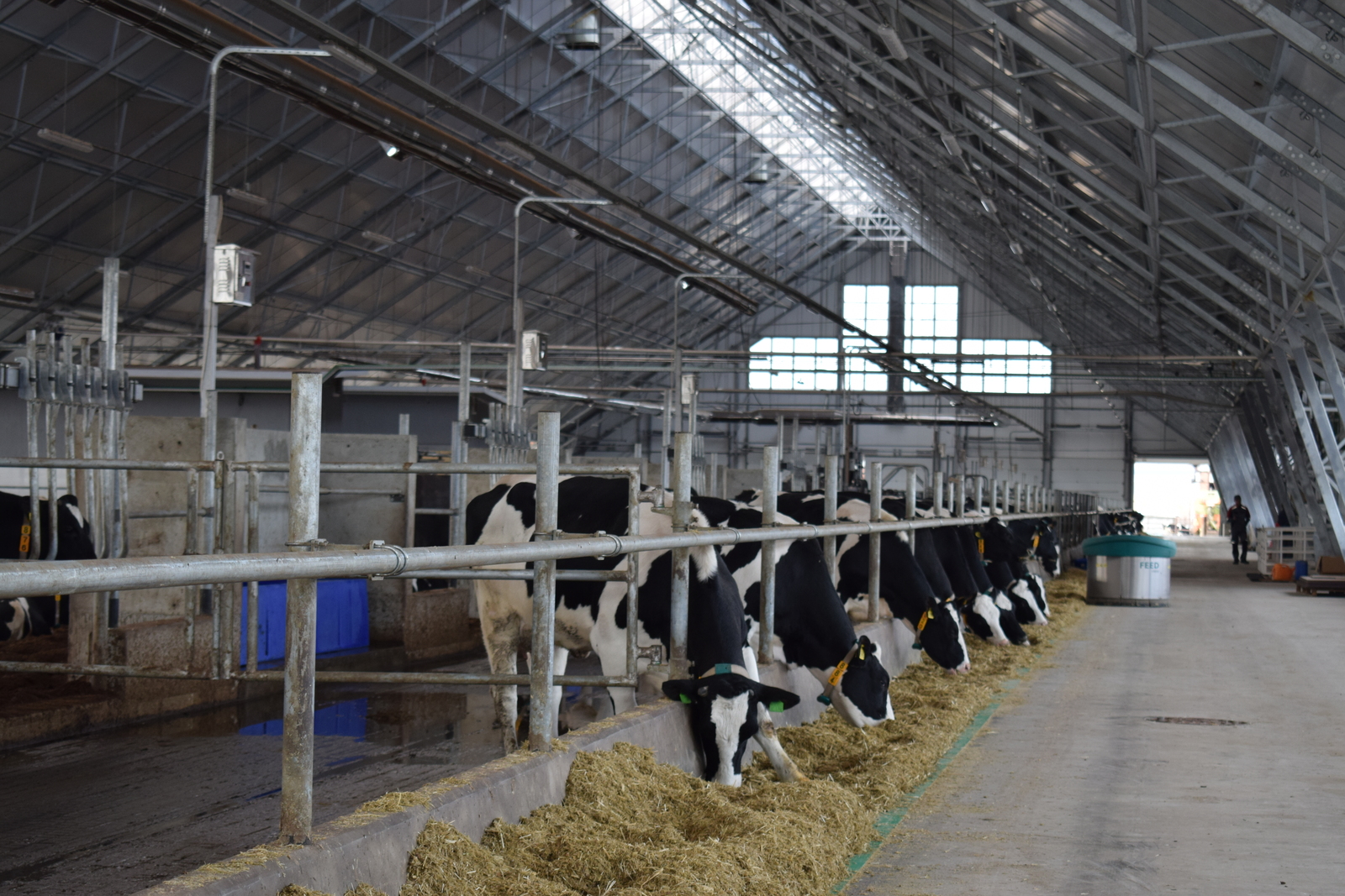 Яңы база һалына