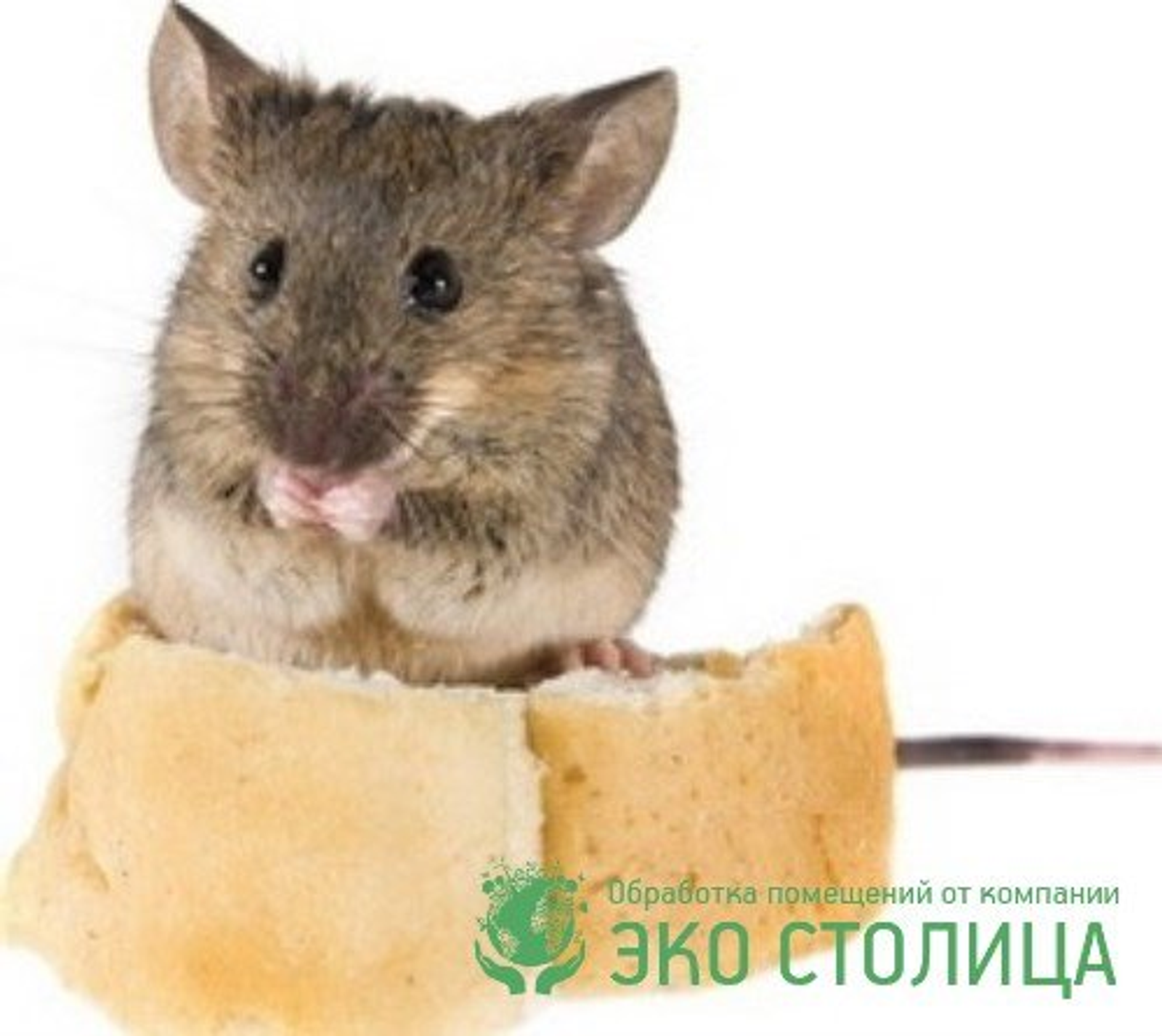 Көҙ етеү менән өйгә сысҡандар тулһа...