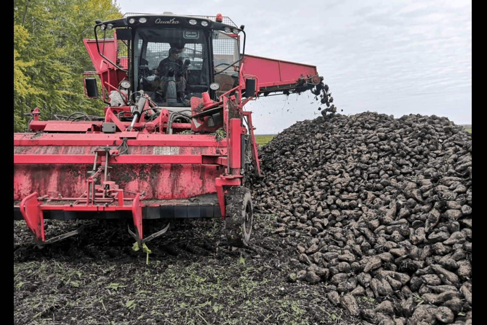 Шәкәр етештереү артҡан