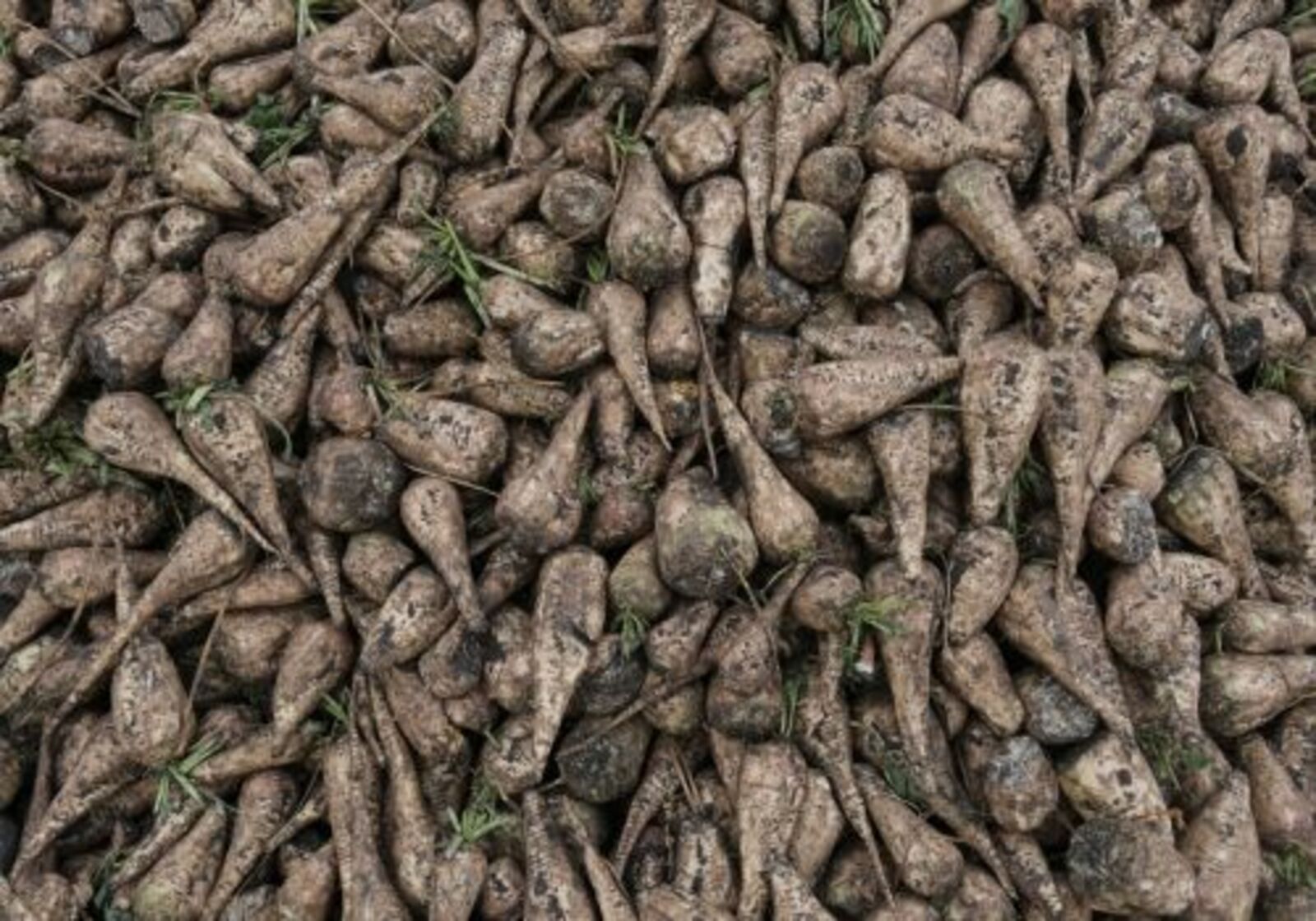 Экспорт күләме арта