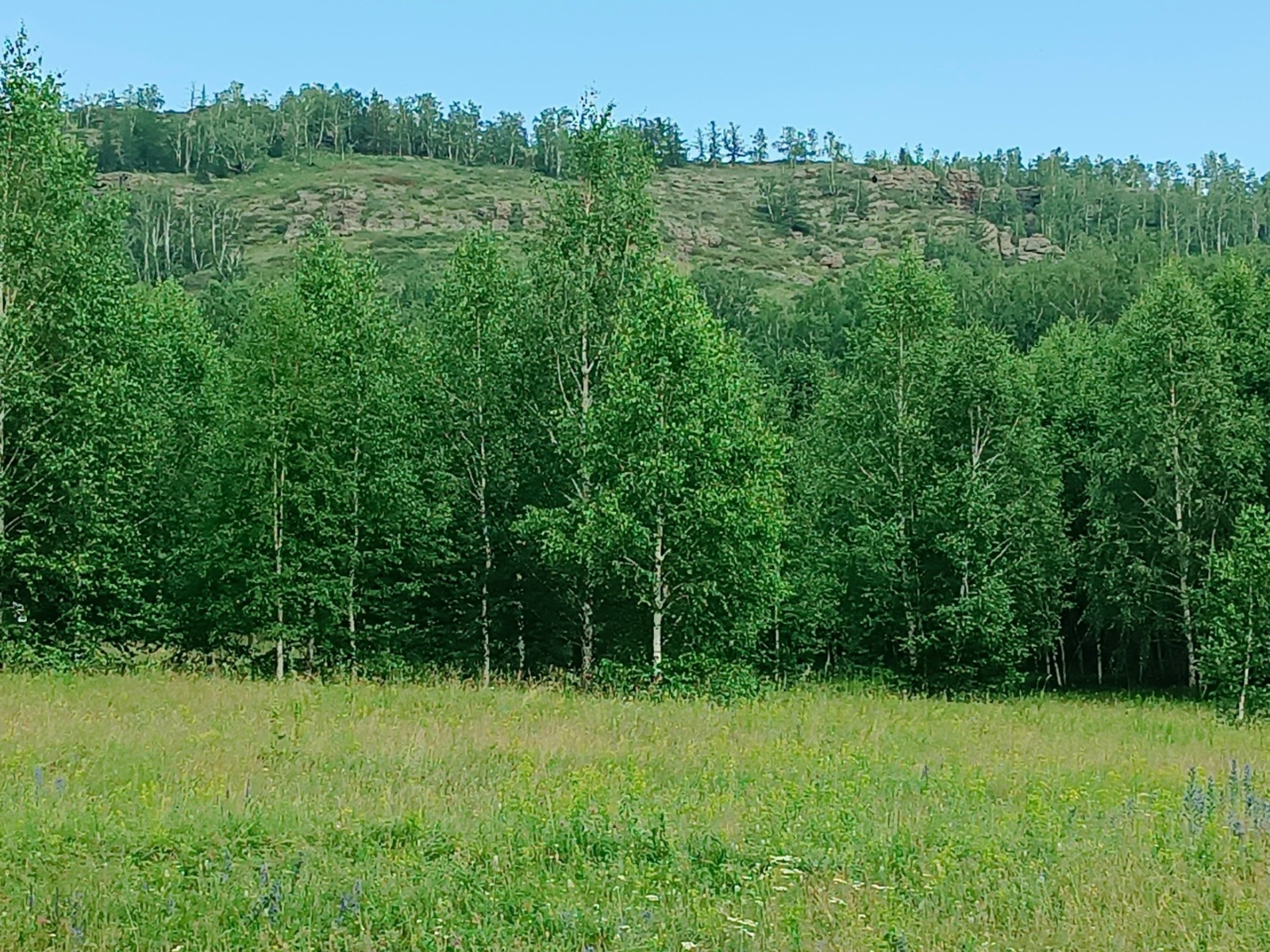 Бөтә урмандар йыһан күҙәтеүендә